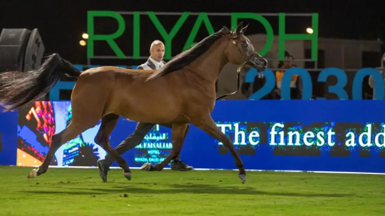 جمال الخيل العربية يزيّن الرياض في بطولة الإنتاج المحلي 23 أكتوبر